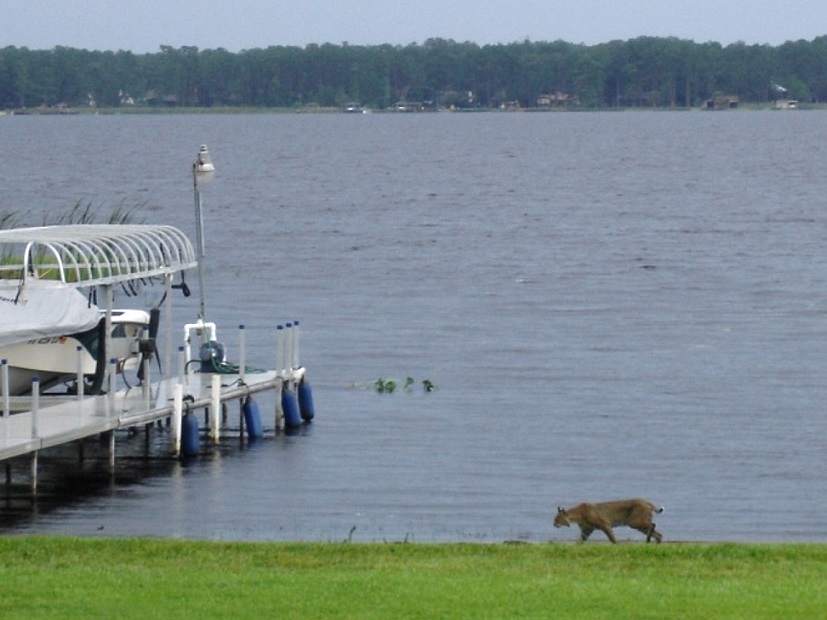 Florida Panther At Lake Edge